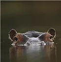 A hippopotamus with just the top of it
